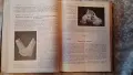 Продавам списание Природа и Наука от 1933-1936, снимка 7
