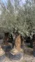 Продавам маслинови дървета, снимка 4