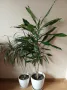 Цветя, палми, драцена, снимка 1