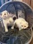 Британски / шотландски котета , снимка 15