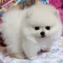 малки пухкави сладурчета, снимка 4