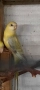 Пойни папагали , снимка 2