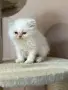 Персийско коте. , снимка 8