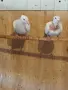 Продавам качулати бели скумрийки, снимка 2