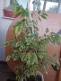 Фикус бенджамин със светли листа, снимка 1 - Стайни растения - 42754603
