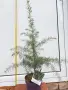 Хемалайски кедър , снимка 1