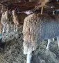 Продавам Шилета и Коч, снимка 4