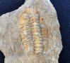Фосил на Ordovician Fezouata - Палеозойска ера, снимка 1 - Колекции - 37910815