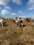 Крави сиво Искърско гооведо, снимка 1