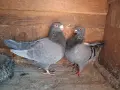 Продавам американски гиганти, снимка 2