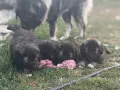 Кавказки овчарки 2 женски и 2 мъжки, снимка 1