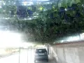 Продажба на грозде., снимка 3