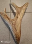 Продавам еленов рог, снимка 1