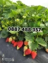 Продавам здрав разсад ягоди  целогодишни , снимка 12