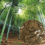 Семена от гигантски бамбук Moso Bambo градински горски декоративни растения декорация за градината д, снимка 1 - Сортови семена и луковици - 37768489