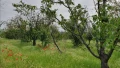 Овощна черешова градина, снимка 3