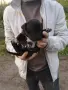 ПРОДАВАМ ЕЛИТНИ ПИТБУЛИ !!!, снимка 2