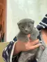 Шотландски клепоухи , снимка 1