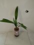 Студоустойчива Палма Трахикарпус, снимка 1 - Стайни растения - 14936682