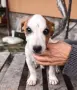 Продавам бебета джак ръсел, снимка 2