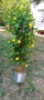 Изкуствено дърво Портокал/Лимон, снимка 2