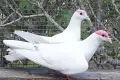 Пазарджишки високо летци. , снимка 8