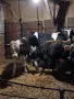 Продавам мъжки телета, снимка 5