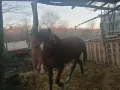ПРОДАВАМЕ ЕЛИТЕН ЖРЕБЕЦ ЧИСТОКРЪВЕН ЧИСТОПОРОДЕН, 5800 Е, снимка 3
