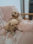 Продавам мини пудели , снимка 1