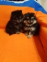 Померан померанчета свободни Гр София, снимка 11
