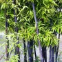100 бр. ЧЕРНИ бамбукови семена - Phyllostachys nigra - Издръжлив рядък вид вечнозелен черен бамбук, снимка 10