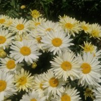 Продавам цветя Градинска маргарита – бяла и жълта, разсад, снимка 10 - Разсади - 44297106