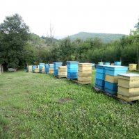 Български полифлорен пчелен мед 2023 -опаковки ~1кг. и ~25кг. (полски букет-слънчоглед), снимка 8 - Други - 29594647