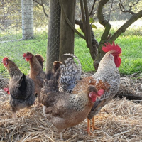 Предлагам разплодни яйца от Легбар, снимка 3 - Кокошки и пуйки - 44716242