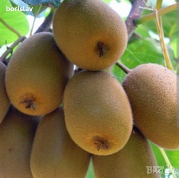 Едро и студоустойчиво Киви Хейуърд (Hayward), снимка 1