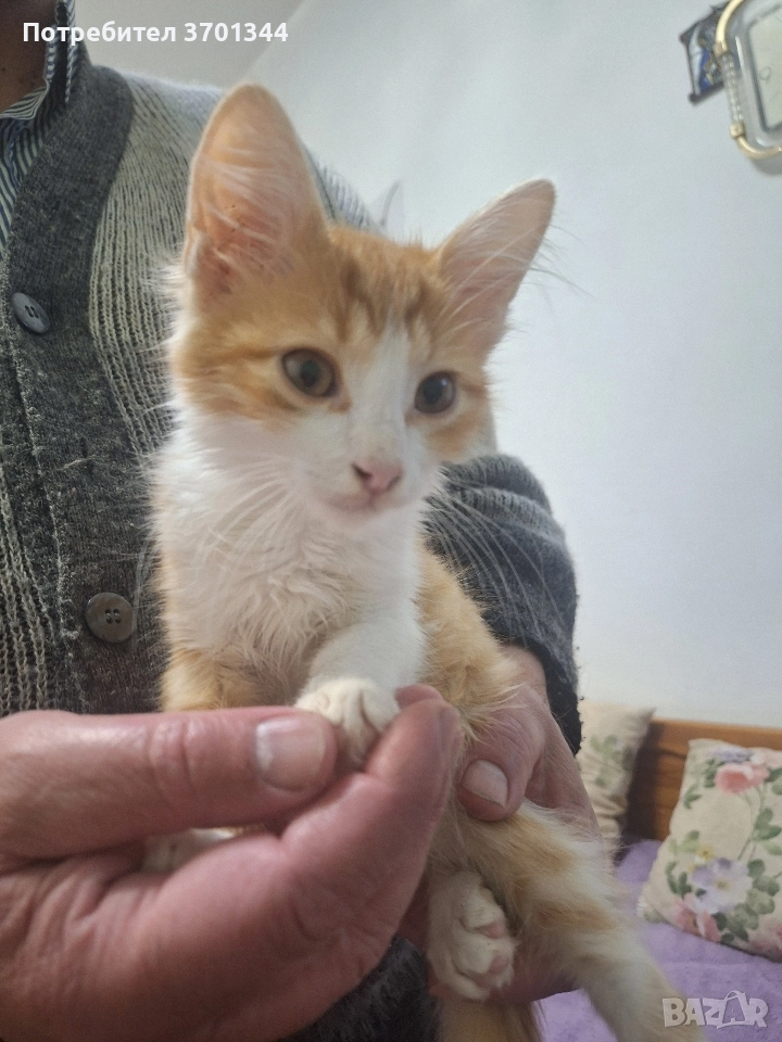 Подарявам котенце, снимка 1