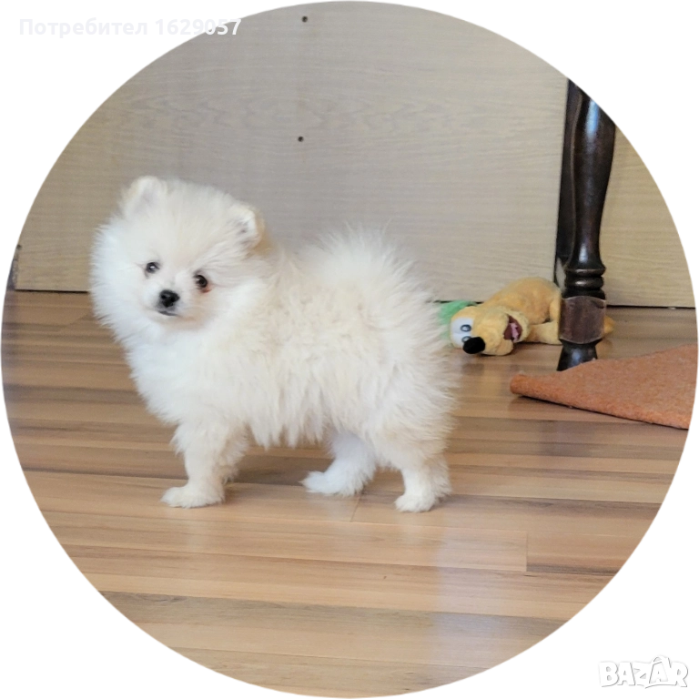 Померан/Мини померан , снимка 1