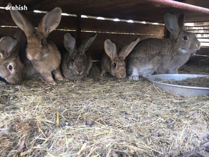 Зайци, снимка 1