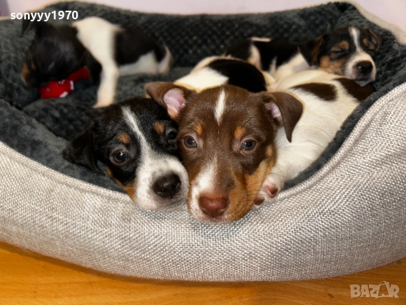 ЖЕНСКИ ДЖАК РЪСЕЛ ПО ИЗБОР 350ЛВ ЗА КУТРЕ 1810252349, снимка 1