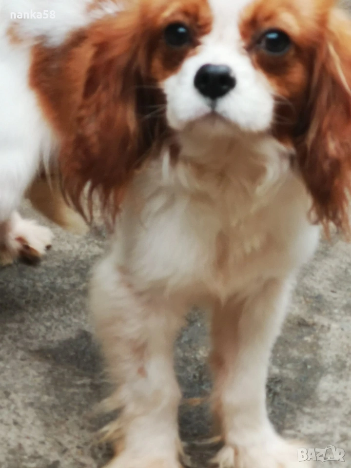 Кавалер за разплод, снимка 1