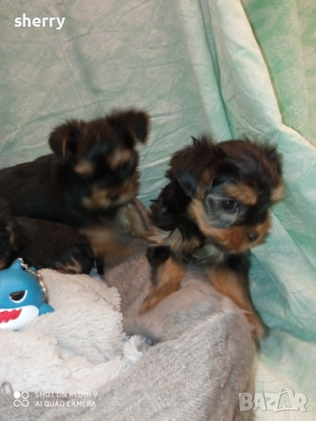   Мини Йоркита, снимка 1