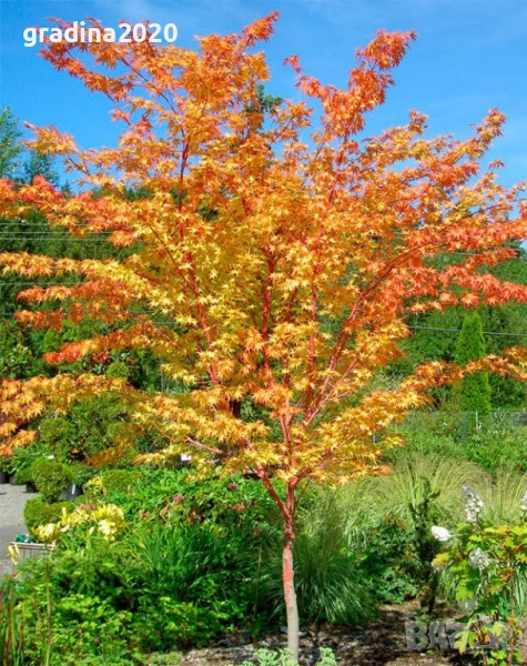     Ацер - Санго Каку, снимка 1