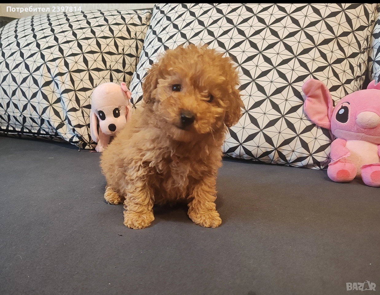 Малтипу , снимка 1