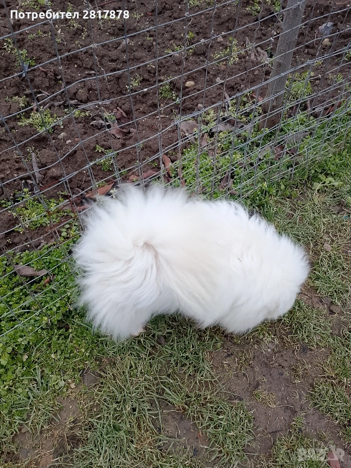 померан , снимка 1