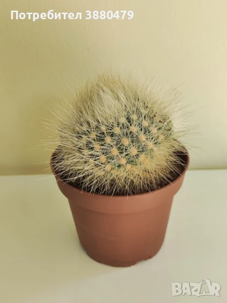 красив кактус в саксийка, снимка 1