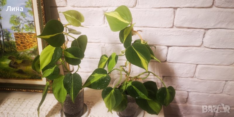 Филодендрон Бразил/Philodendron scandens Brazil/, снимка 1
