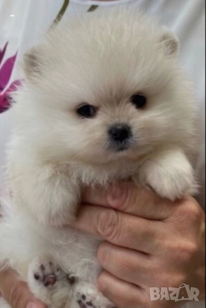 Померан, снимка 1