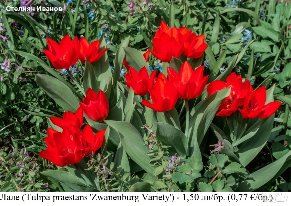 Лале (Tulipa praestans 'Zwanenburg Variety') - луковици, снимка 1