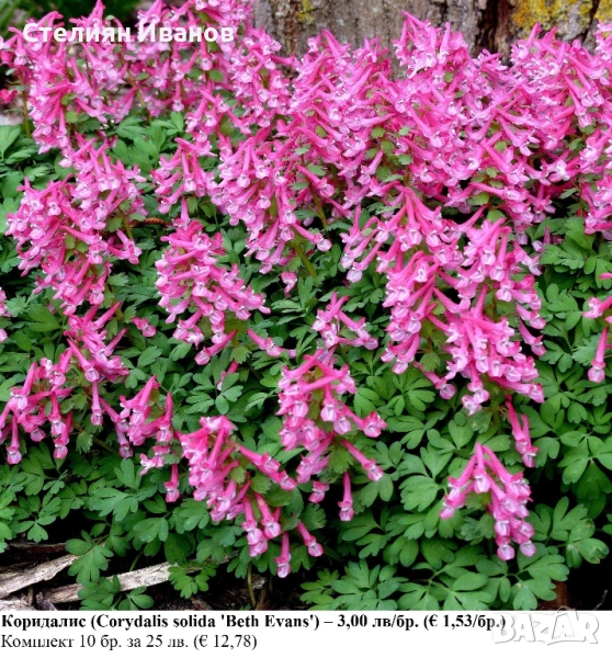 Коридалис (Corydalis solida 'Beth Evans') – грудки, снимка 1