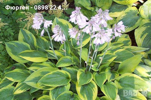  Хоста Бяло с Зелено , Жълто с зелено и Зелена . Цена за 1бр 8,50лв., снимка 1